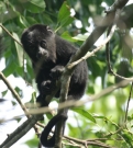 Baby Howler monkey