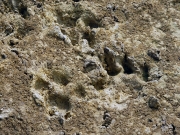 Fresh wildcat paw prints found at a watering hole