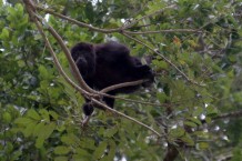 Black howler monkey