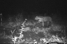 A jaguar caught by one of our camera traps