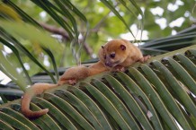 Kinkajou