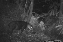 Belize's national animal, Baird's Tapir