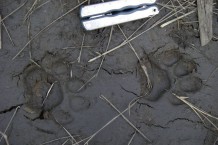 Jaguar tracks