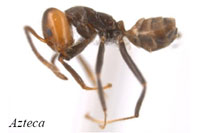 Ants of Lamanai