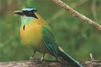 Lamanai Bird List