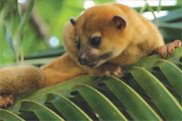 Mammals of Lamanai