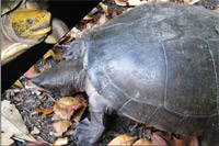 Freshwater Turtles of Belize