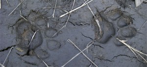 Cat tracks