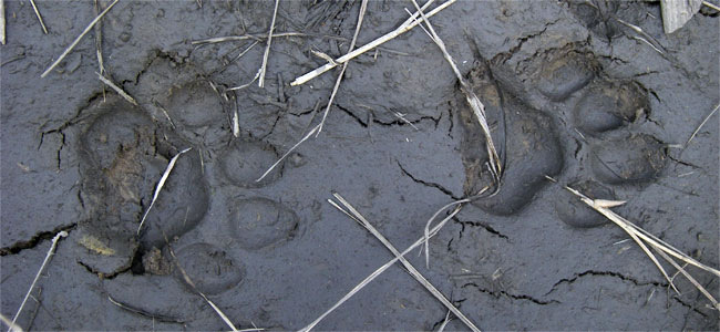 Cat tracks