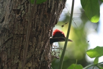Lineated woodpecker spotted by KidsEcoClub
