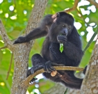 LFRC resident howler monkey having a leafy morning snack