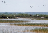 habitat-marsh