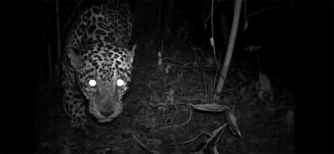 Jaguar video screen capture
